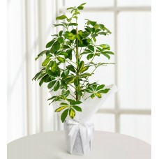Schefflera
