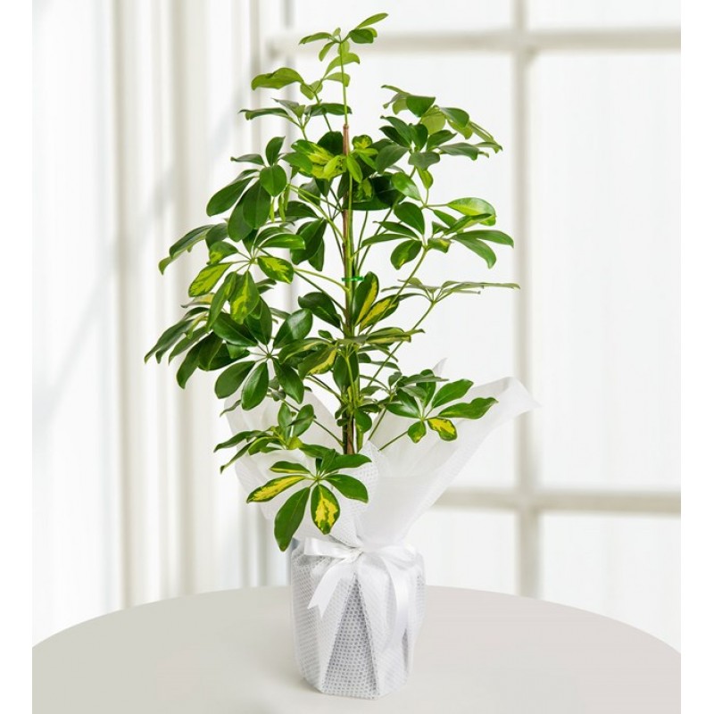 Schefflera